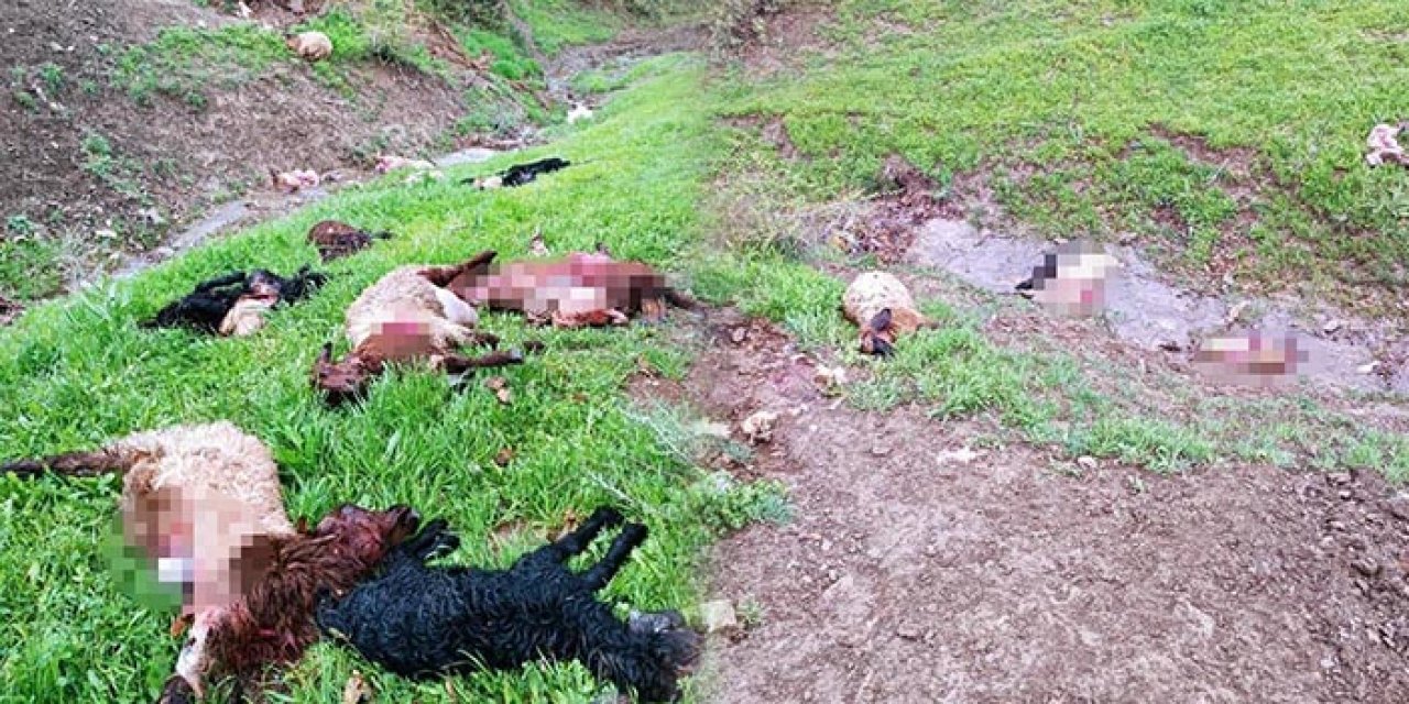 Şırnak’ta kurtlar 30 koyunu telef etti