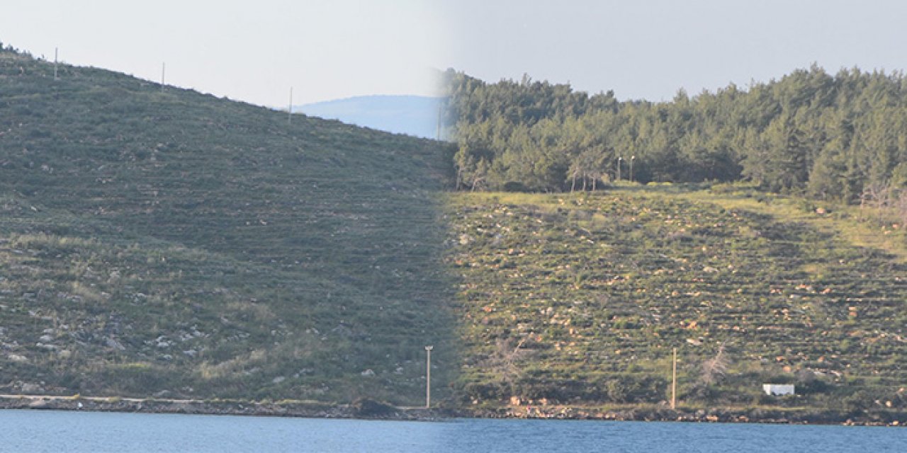 Bodrum’da yanan orman alanlarına 21 ay sonra bahar geldi