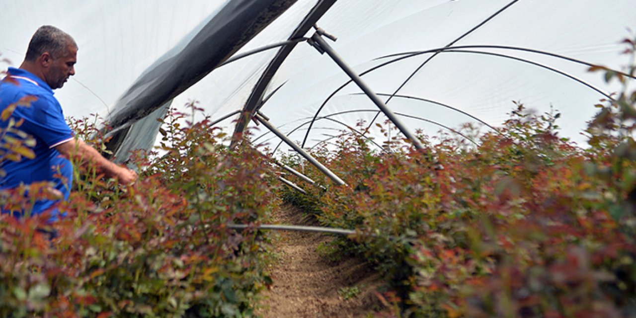 Dolu ve yağmur; Anneler Günü hasatını etkiledi