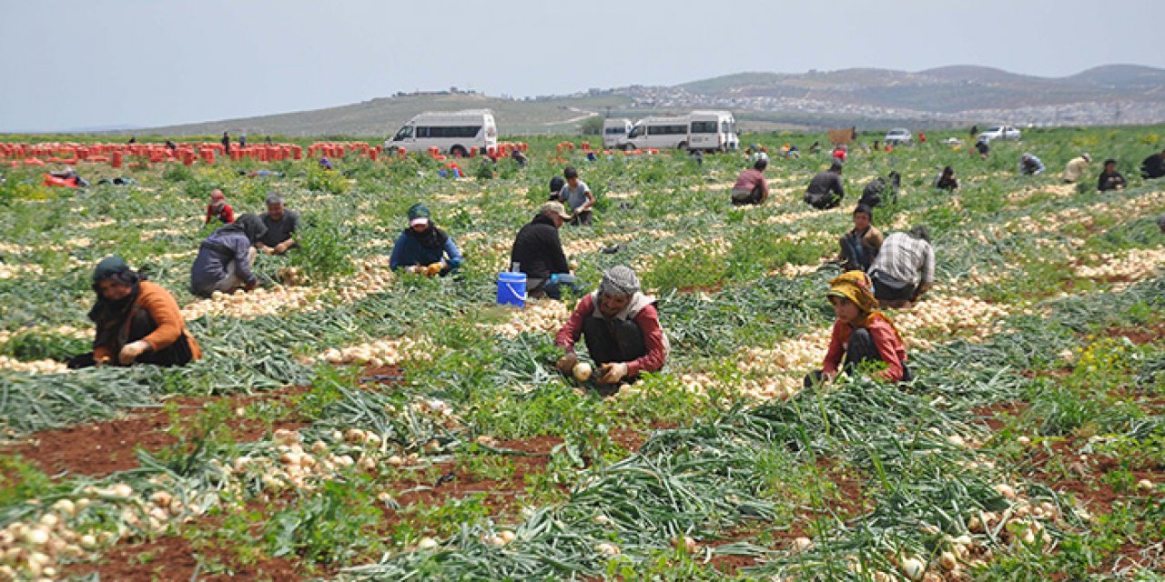 Bayram tatilinde ailelerine tarlada yardımcı oluyorlar