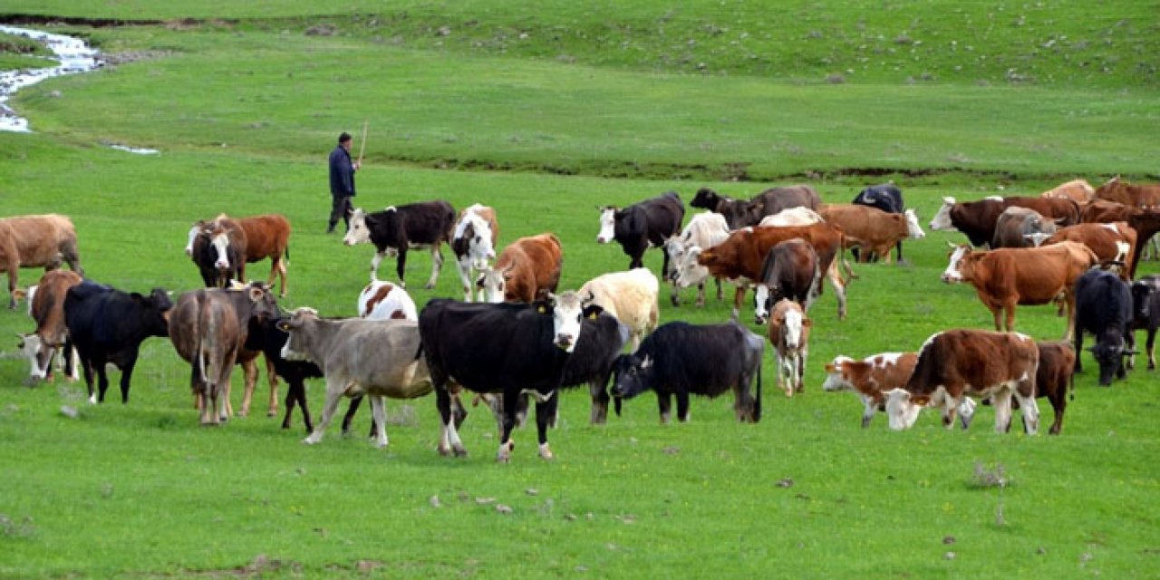 "Hayvanlarımızı otlatmak için çoban bulamadık"