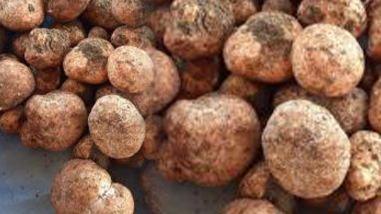 Kırşehir'de çıkıyor! Kilosu 500 lirayı buluyor...