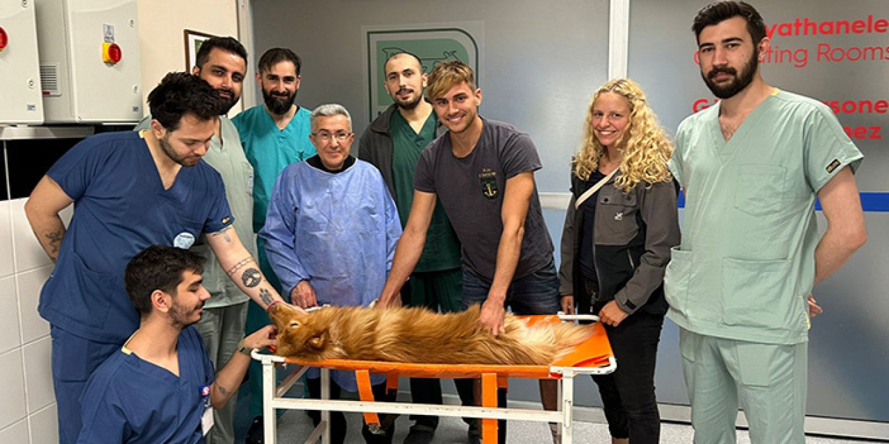 Köpeğe diş tedavisi yapıldı