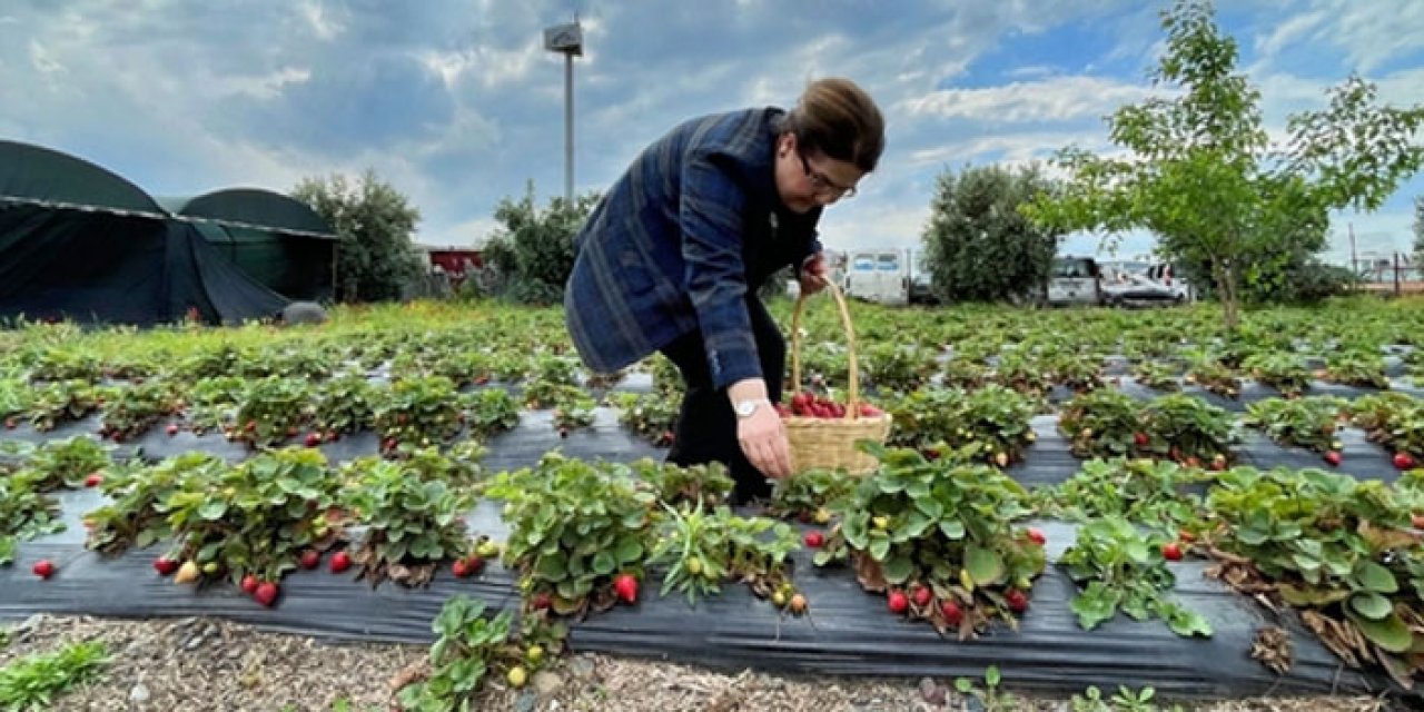 Bakan Yanık işçilerle birlikte çilek topladı