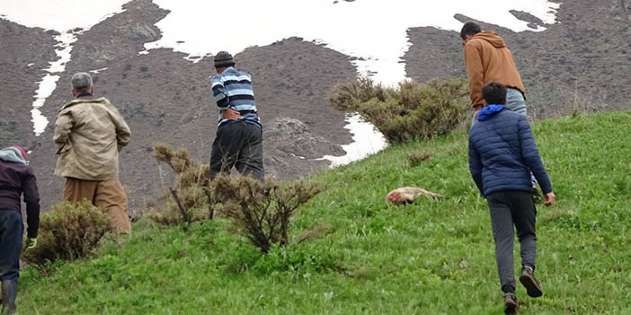 Merada kurtlar sürüye saldırdı; 50 koyun telef oldu