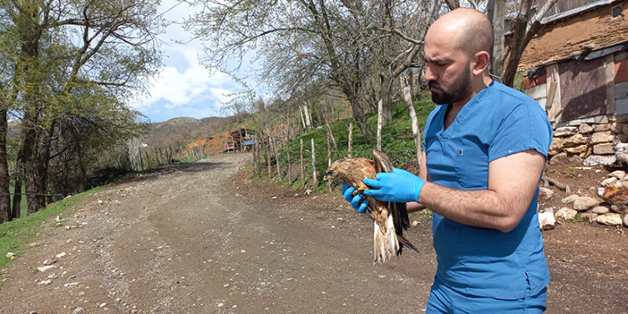 Yaralı şahin tedaviye alındı