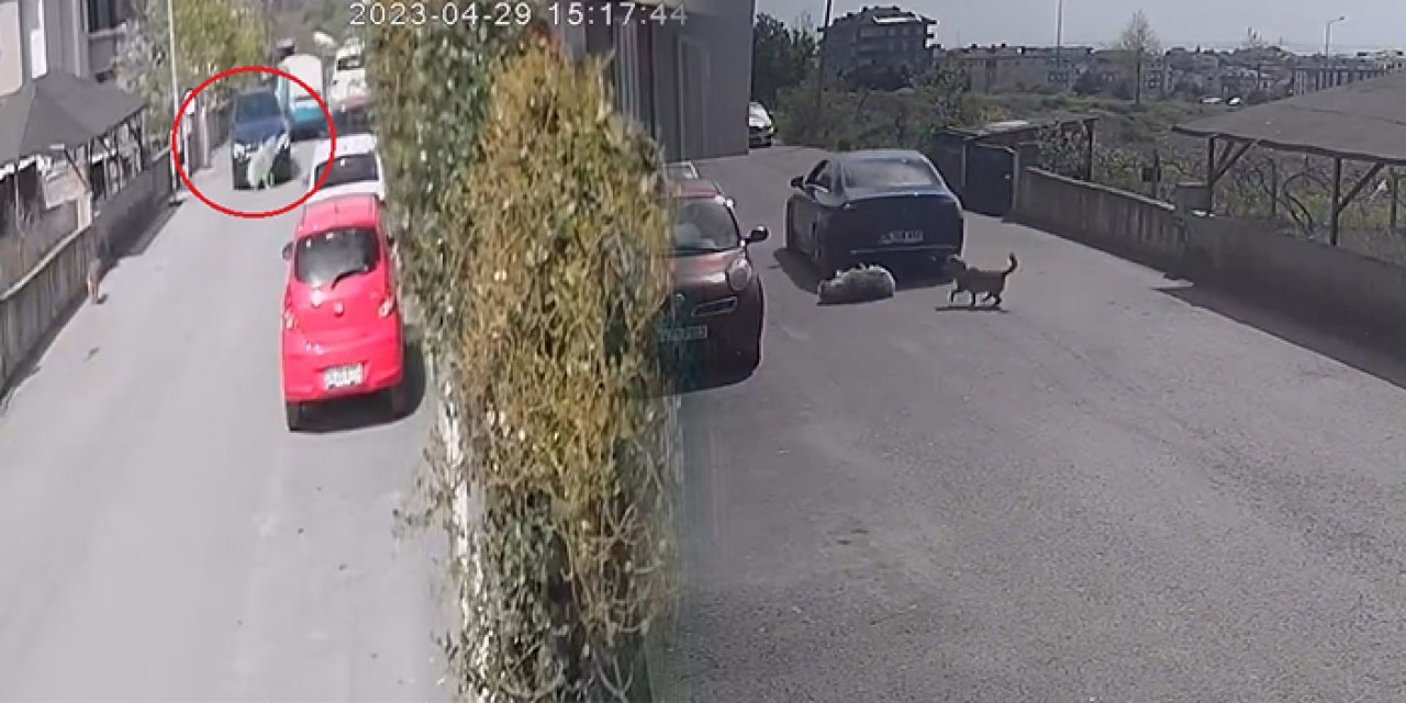 İstanbul'da cani sürücü köpeği ezip kaçtı