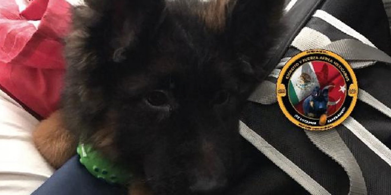 Kurtarıcı köpek Proteo unutulmadı