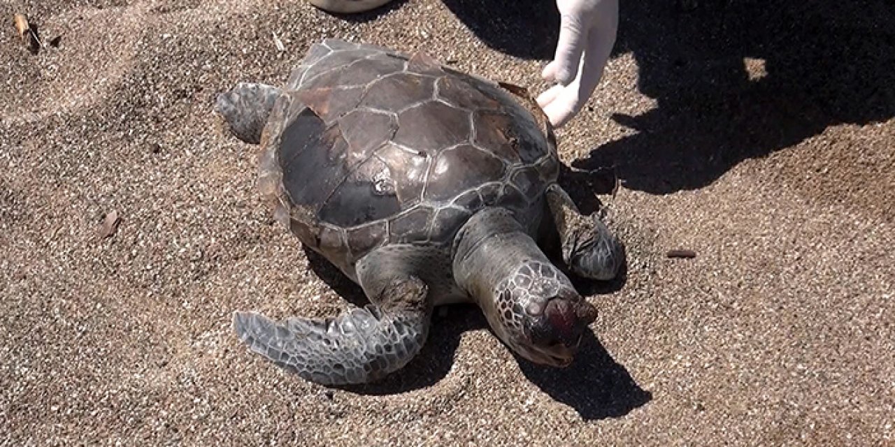 Deniz kaplumbağaların ölüm sebepleri balıkçı ağları