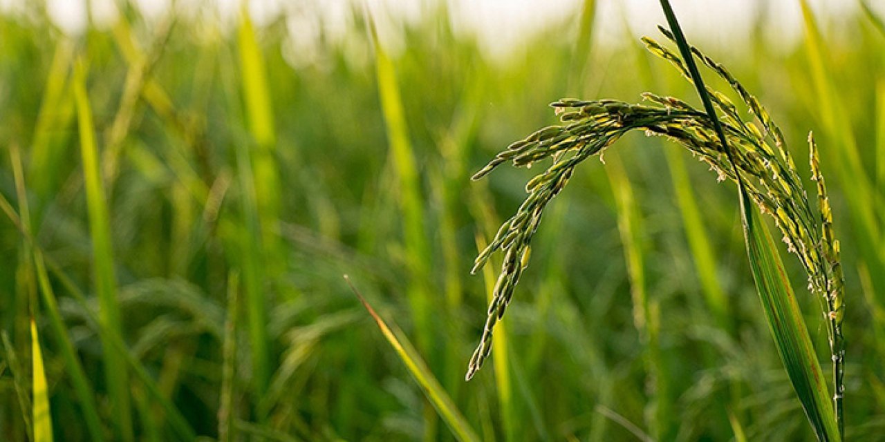 Mantar hastalıkları küresel gıda stoklarına bir tehdit
