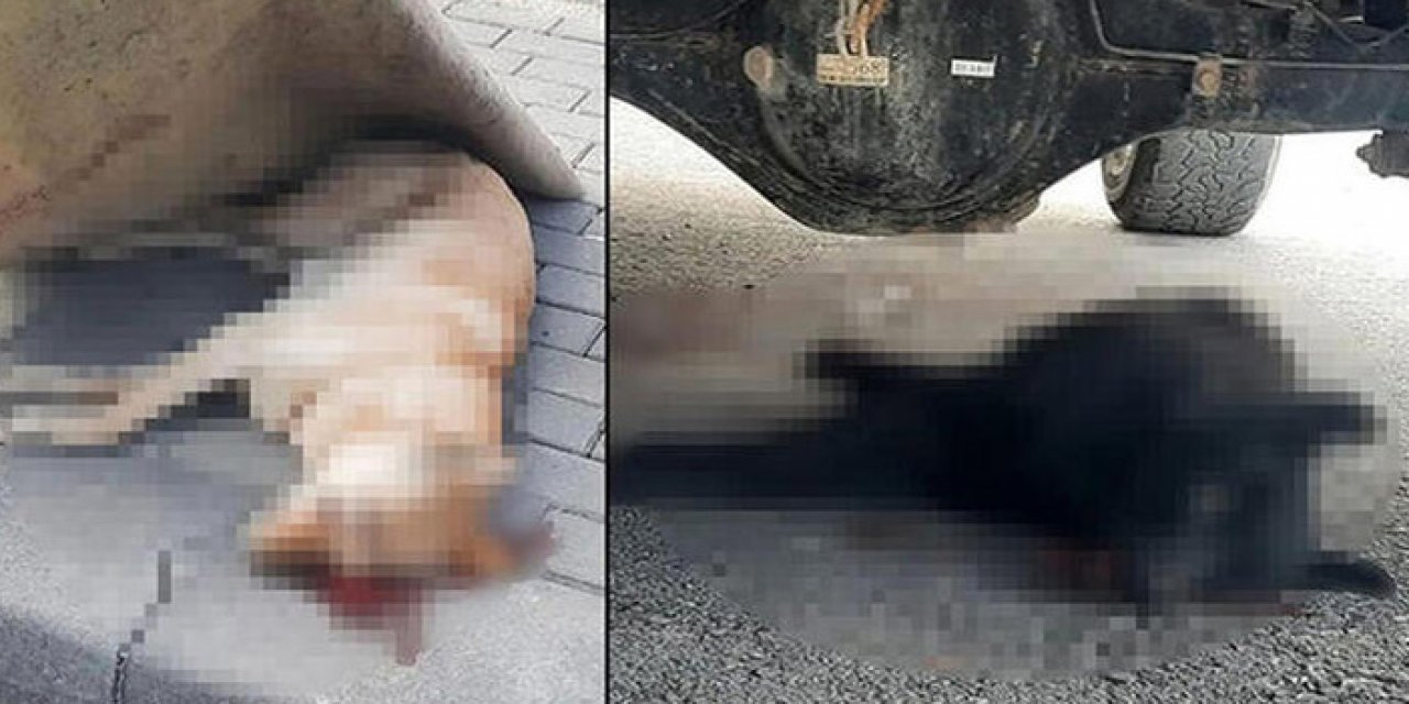 Çatısındaki 2 köpeği öldüren sanığa 1,5 yıl hapis