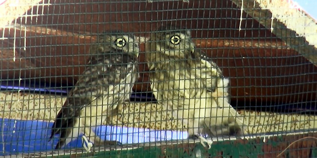 Yavru baykuşlar doğaya bırakıldı