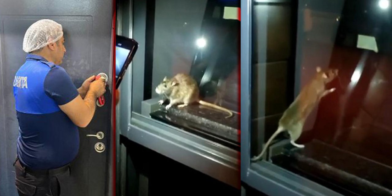 Fırında görüntülenen fare fırını mühürletti