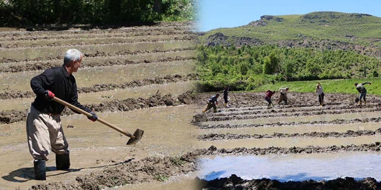 Hakkari’de köylülerden zor şartlarda çeltik ekimi