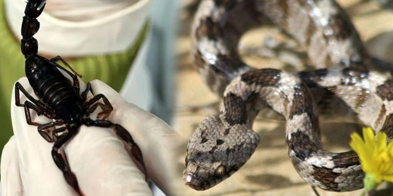 Deprem bölgesinde yabani hayvan artışı