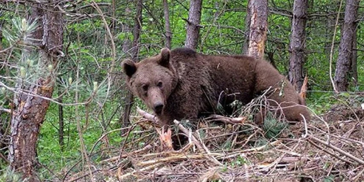 Tarlada pancar toplarken ayı saldırdı