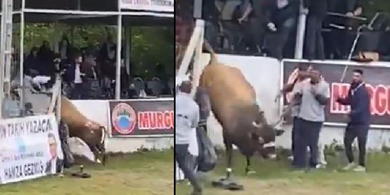 Boğa protokol tribüne çıktı: Seyirciler kaçtı