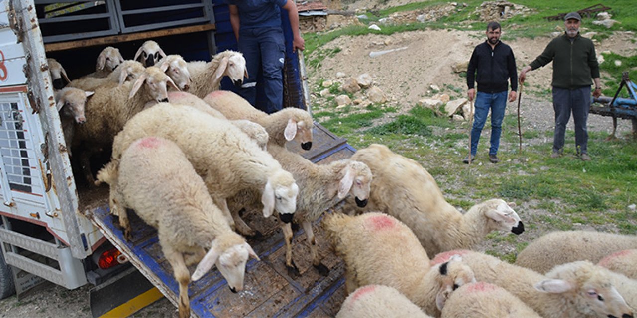 Koyunları telef olan çiftçinin zararı karşılandı