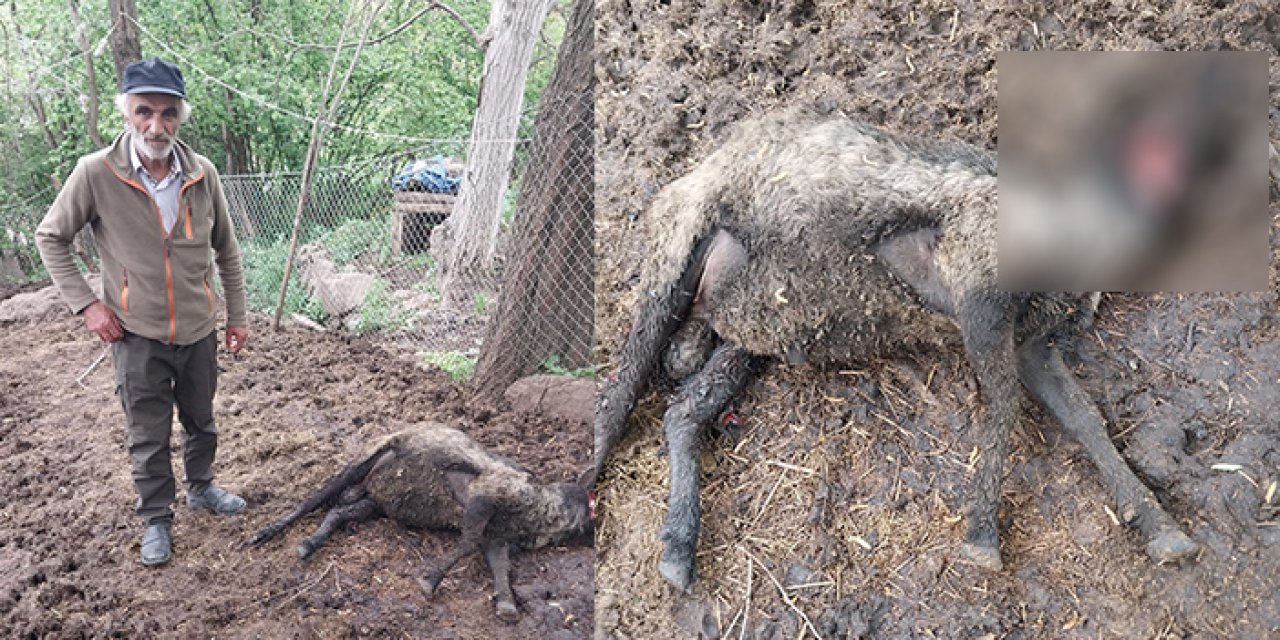 Artvin’de ayı 20 koyunu telef etti