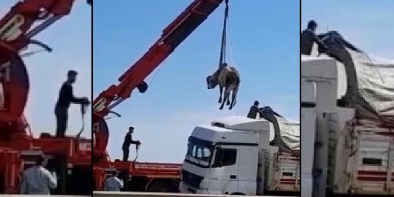 Manda TIR'dan atlayarak kaçtı