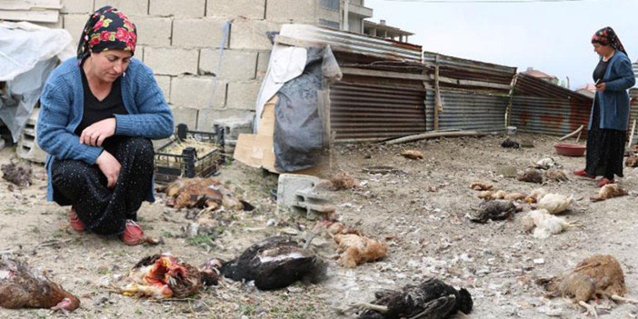 Sokak köpekleri 80 tavuğu telef etti