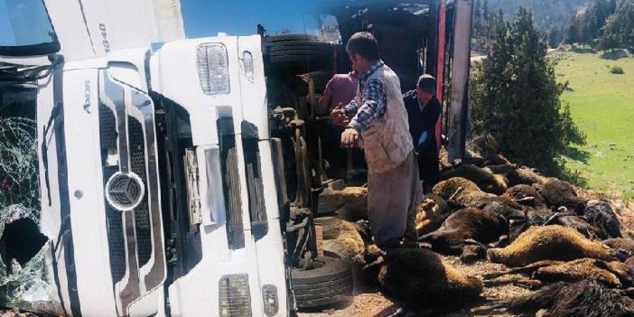 Mersin'de TIR devrildi: 50 küçükbaş öldü