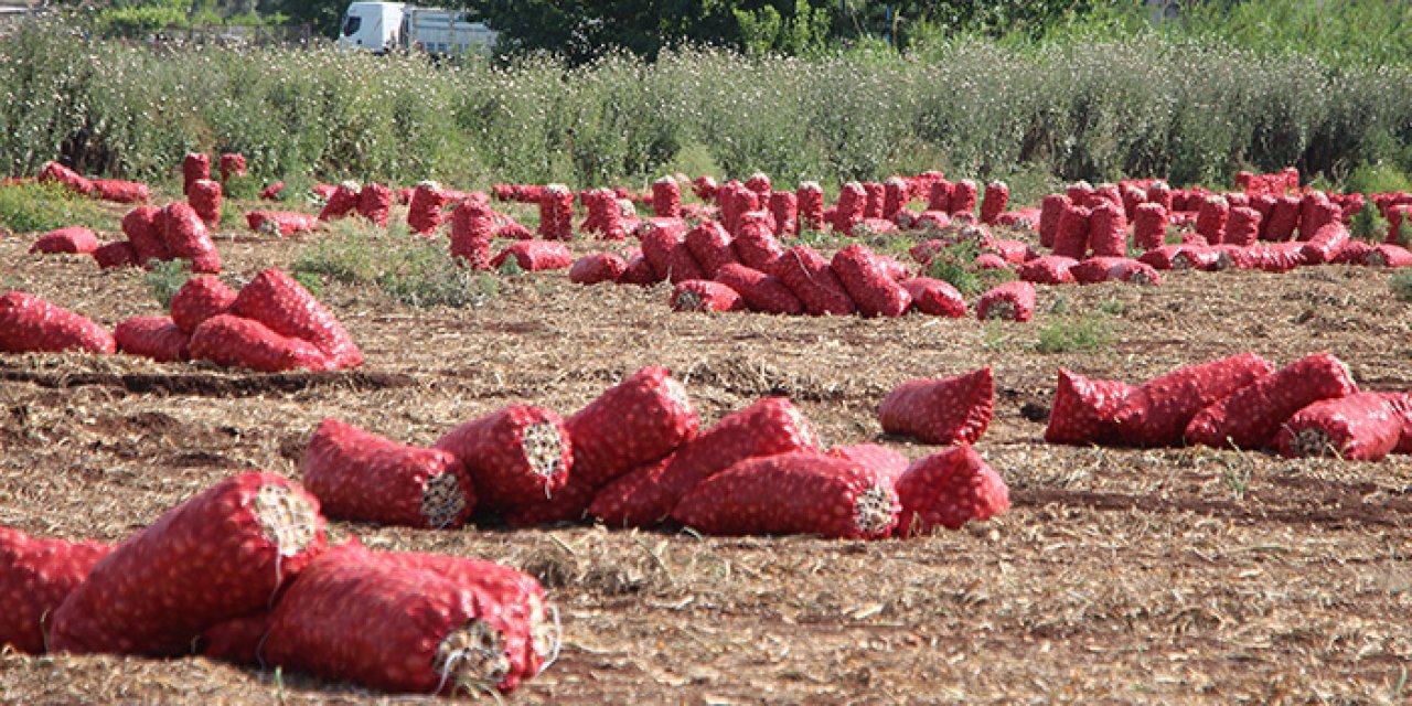 Soğan fiyatları tarlada düştü