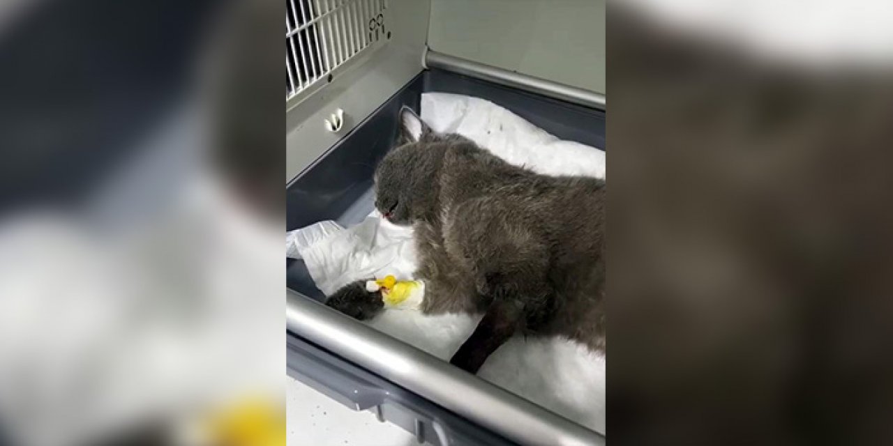 Beşinci kattan düşen kedi bacağını kırdı