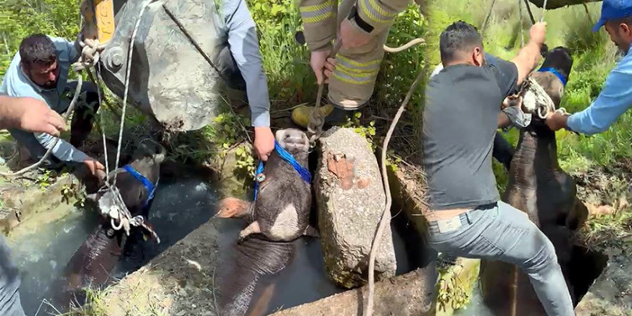 Su kuyusuna düşen inek kurtarıldı