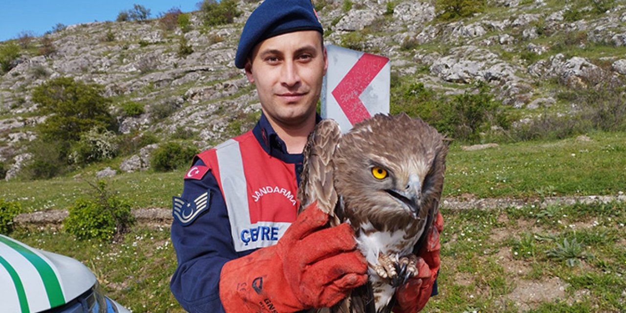 Kanadı kırık olarak bulunan kartalın tedavisine başlandı