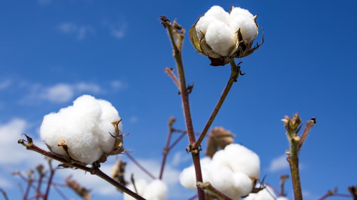 Sebebine şaşıracaksınız: 1 kilo demir mi daha ağırdır 1 kilo pamuk mu?