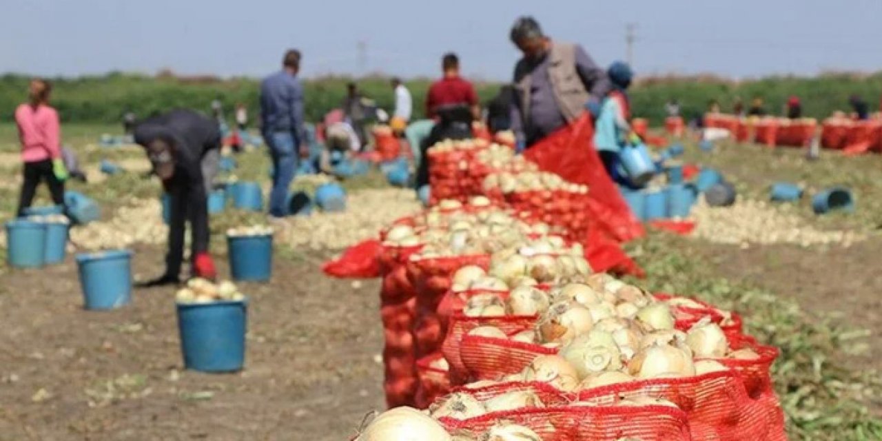 Soğan fiyatlarında büyük düşüş