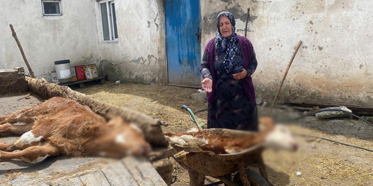 10 günde 70 buzağı ölen köyde inceleme başlatıldı