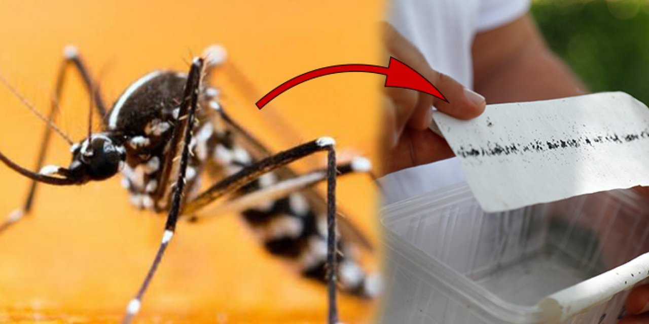 Bu sivrisineklere dikkat: Virüs taşıyor olabilirler