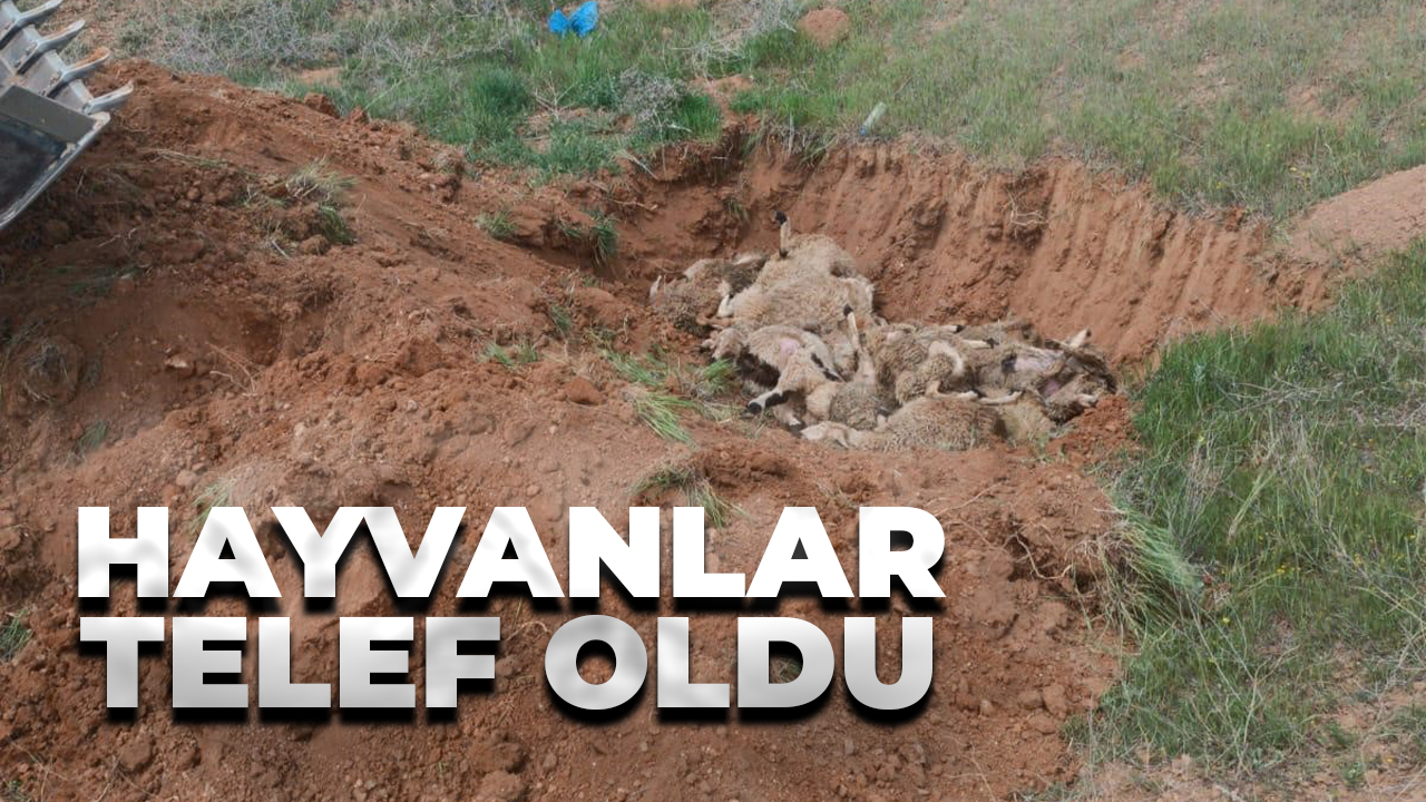 Sokak köpekleri hayvanlarını telef etti