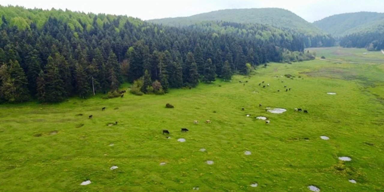 Ormanlarla kaplı At Yaylası hayvan sürülerini ağırlıyor