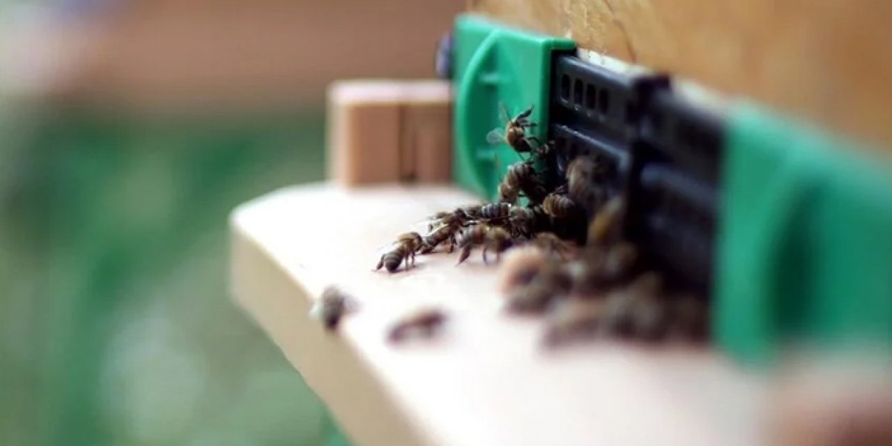 Epilepsi tedavisinde arı zehri etkisi: Düzce'de keşfedildi