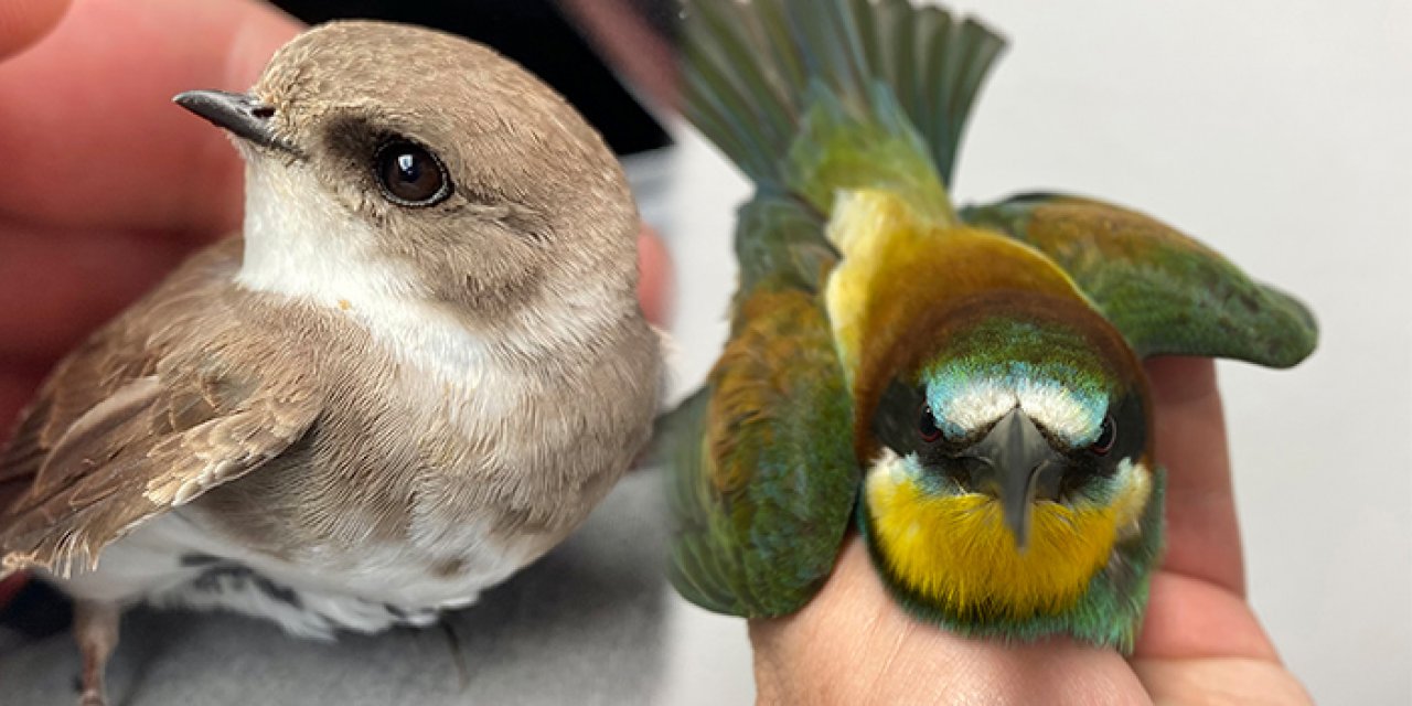 Yaralı kuşlar tedavi ediliyor