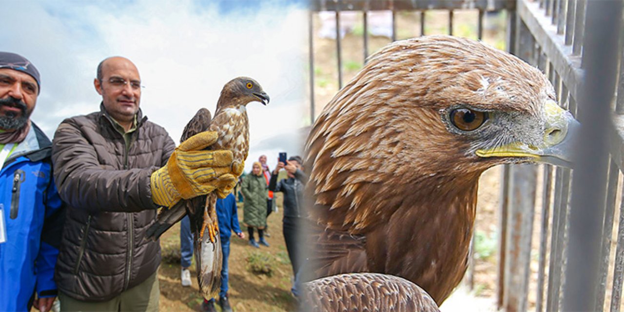 Tedavilerinin ardından kaya kartalı ve arı şahini doğaya salındı