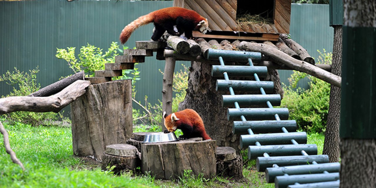 Neslinin devamı için Bursa’ya kızıl panda getirildi
