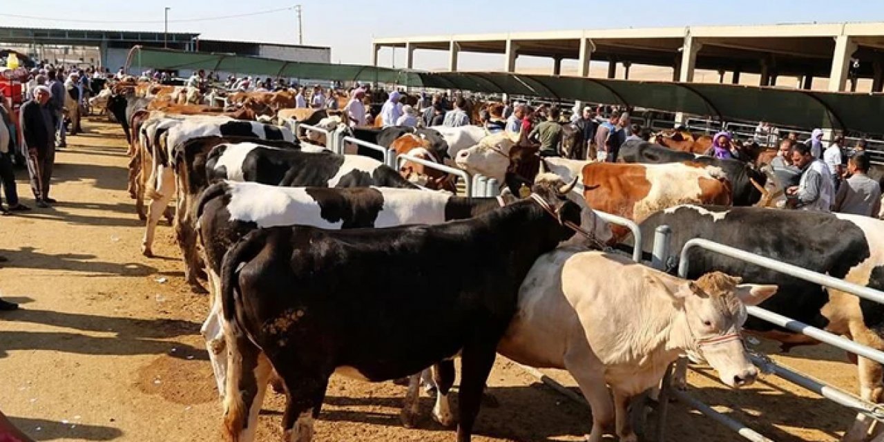 2023 yılı vekaletle kurban kesim bedelleri açıklandı