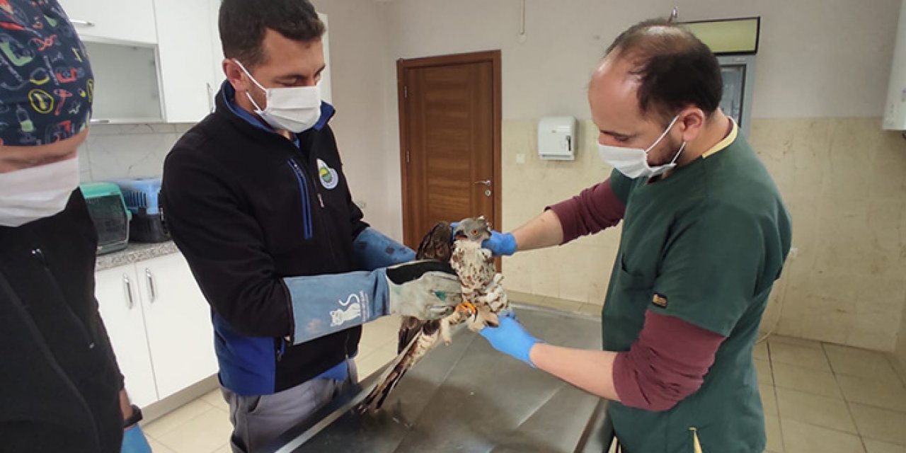 Duvara çarpan şahin tedavi altına alındı