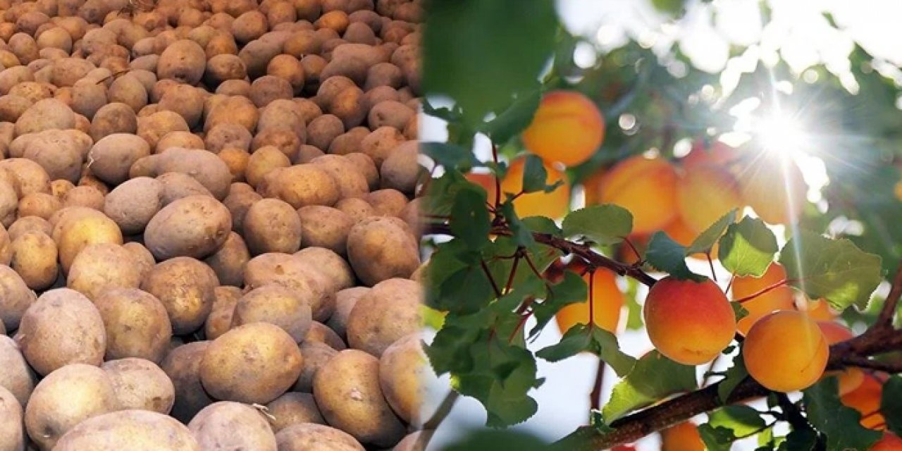 Türkiye'den avrupaya giden gıda ürünlerinde risk: Kayısıda siyanür portakalda pestist