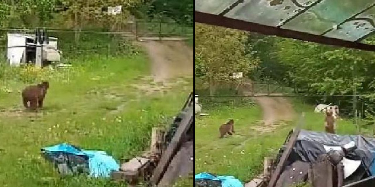 Bolu'da bahçesine ayılar girdi: Bağırarak uzaklaştırdı