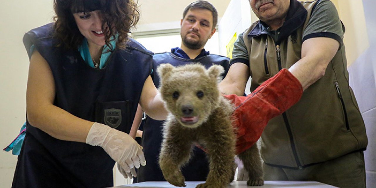 Ayağı kırılan yavru ayı tedavi edildi