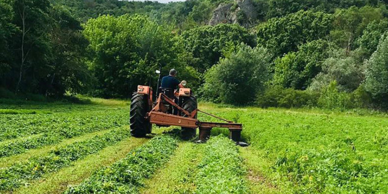 Tarlaya ekilmiş 228 bin kök Hint keneviri bulundu