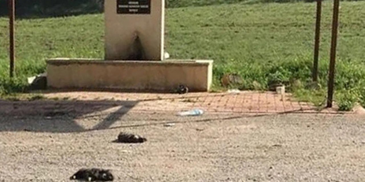 Ölü bulunan 6 yavru köpek hakkında soruşturma