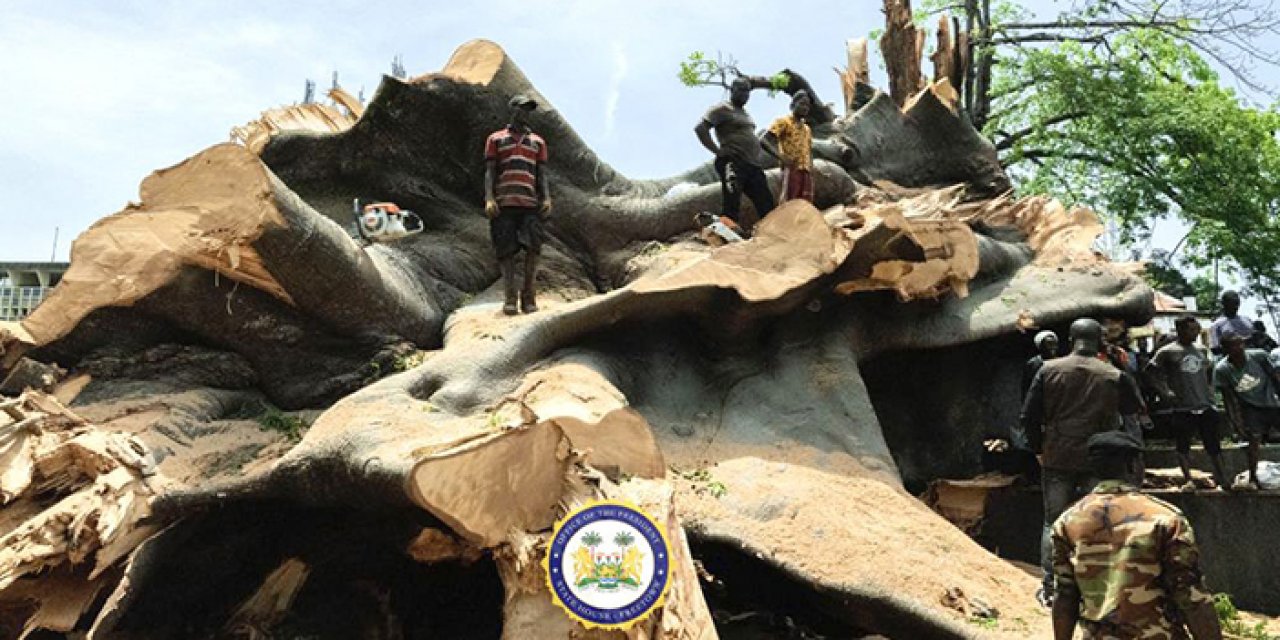 200 yıllık ağaç fırtınada devrildi: Sierra Leone’nin sembolüydü