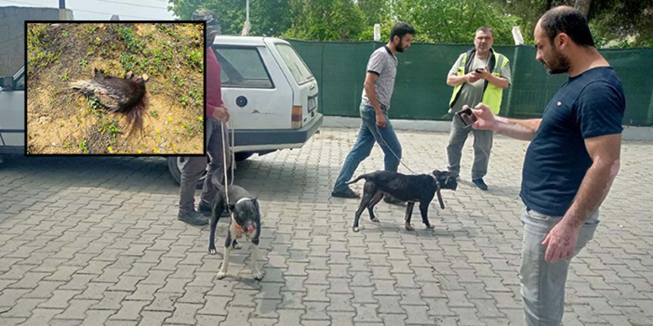 Pitbull köpekleriyle oklu kirpi avına suçüstü: 138 bin TL ceza  yediler