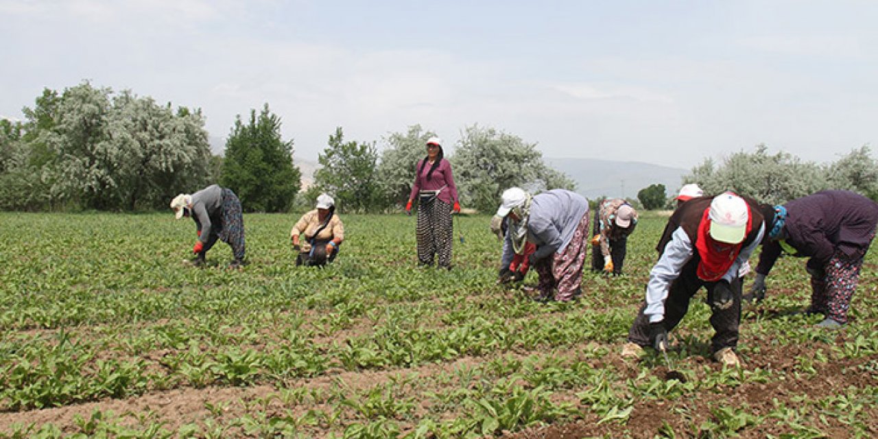 Kadın tarım işçileri ev ekonomisine katkı sağlıyor